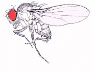 180px-Fruitfly