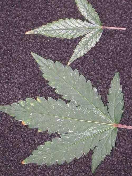 2-808355472-thrips_leaves