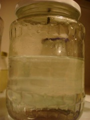 A kész spórás víz a kalap eltávolítása után (7 decis üvegben)