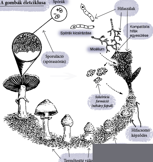 36984d1352760597-lifecyclehun