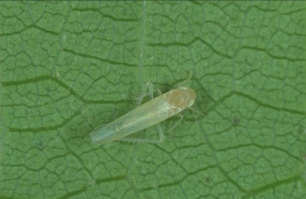 bigleafhopper03