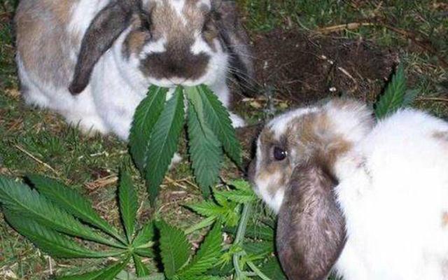 DEA-StonedRabbits-MarijuanaLegalization