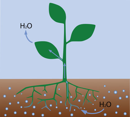 Transpiration in plants (scheme)