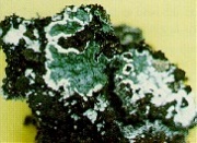 Jól megkülönböztethető a penész fehér micéliuma a zöld spóráitól