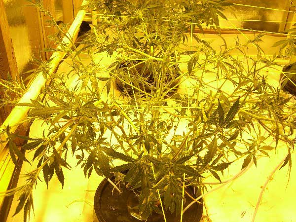 2-weeks-into-12-12-flowering-after
