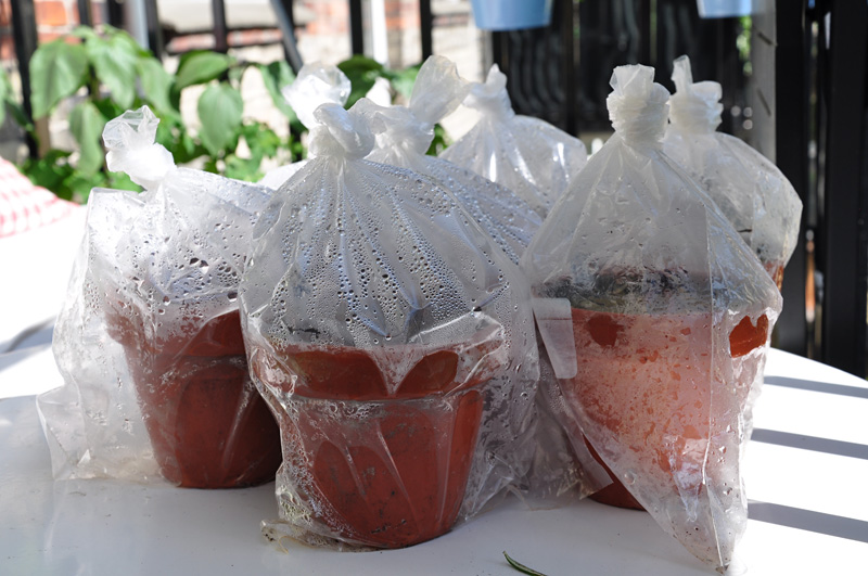 Bags containing Echinocactus, Ariocarpus, Aztekium, and peyote seedlings