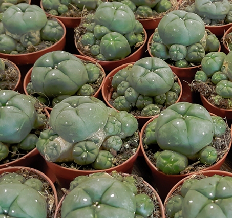 csaladLophophora-williamsii-Peyote-1