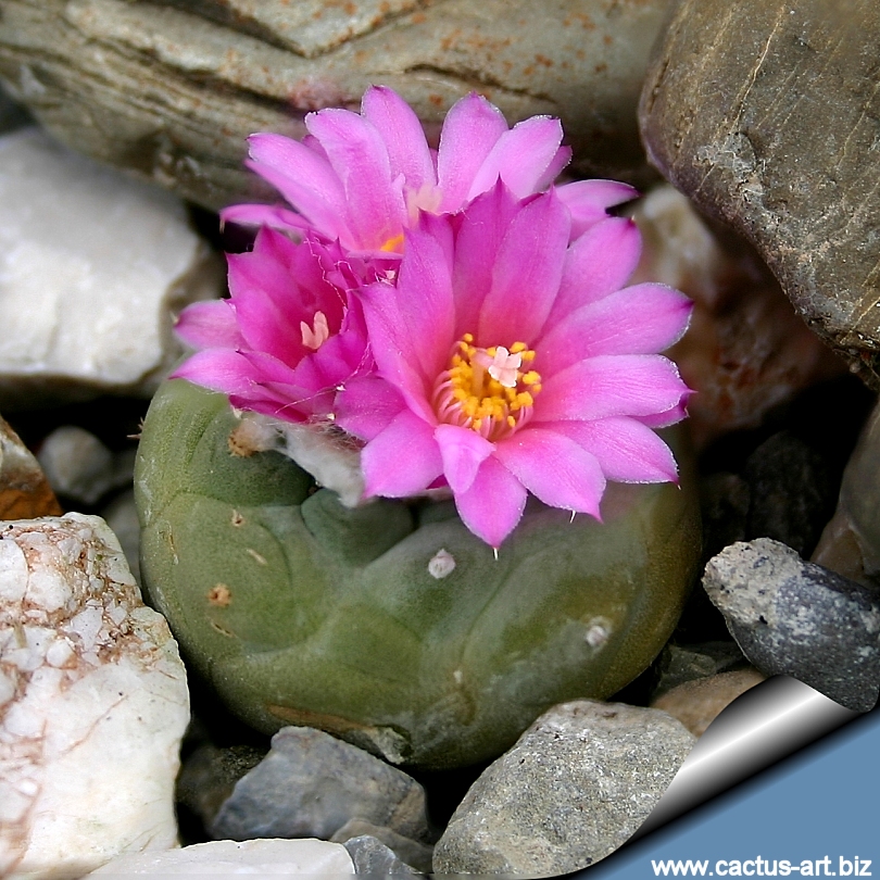 Lophophora_fricii_San_Pedro_810