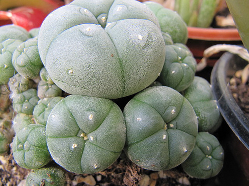 peyote-cactus