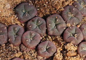 purple-peyote-seedlings-sign-of-extreme-conditions