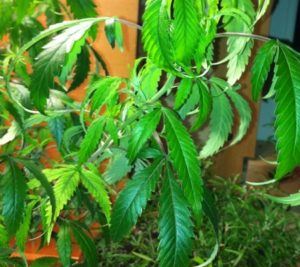 Overwatering-marijuana-improper-watering