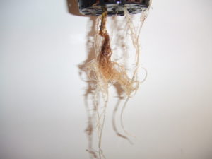 Pythium 1rootrotgyoker