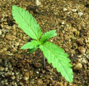 happy-marijuana-seedling