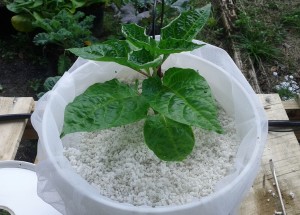 plant-in-bucket-w-perlite