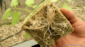 roots_must_be_bursting_out_of_the_blocks_before_transplanting