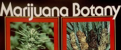 Marijuana Botany